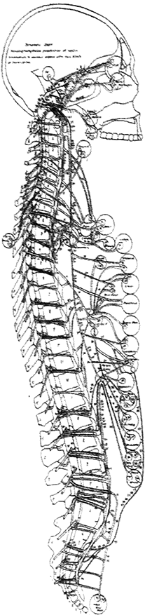 Especialistas quiropracticos en columna vertebral muestran una espalda sana, sin escoliosis ciática ni hernia